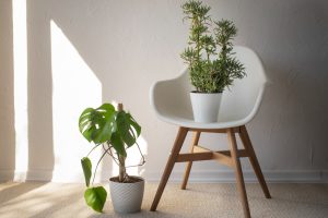 plantas para ambientes internos em uma sala de estar