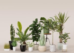 Escolhendo plantas para ambientes internos
