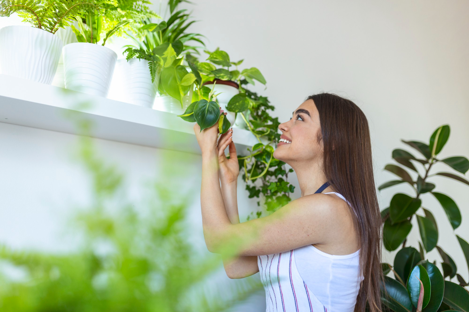 Plantas que umidificam o ar sendo tratadas